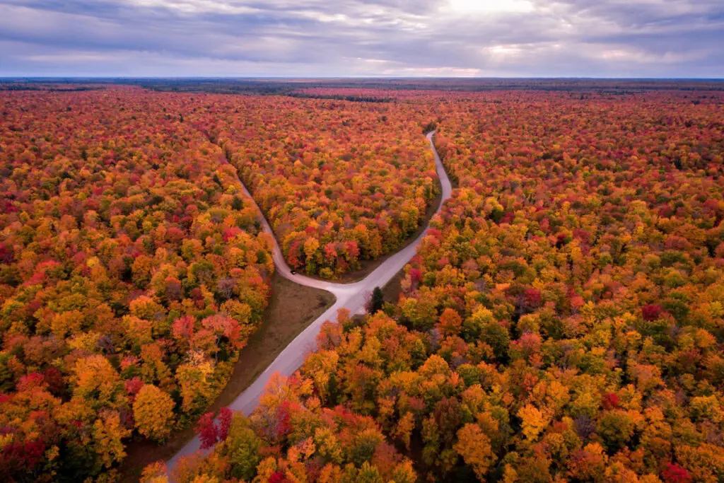 Fall Colors with Road