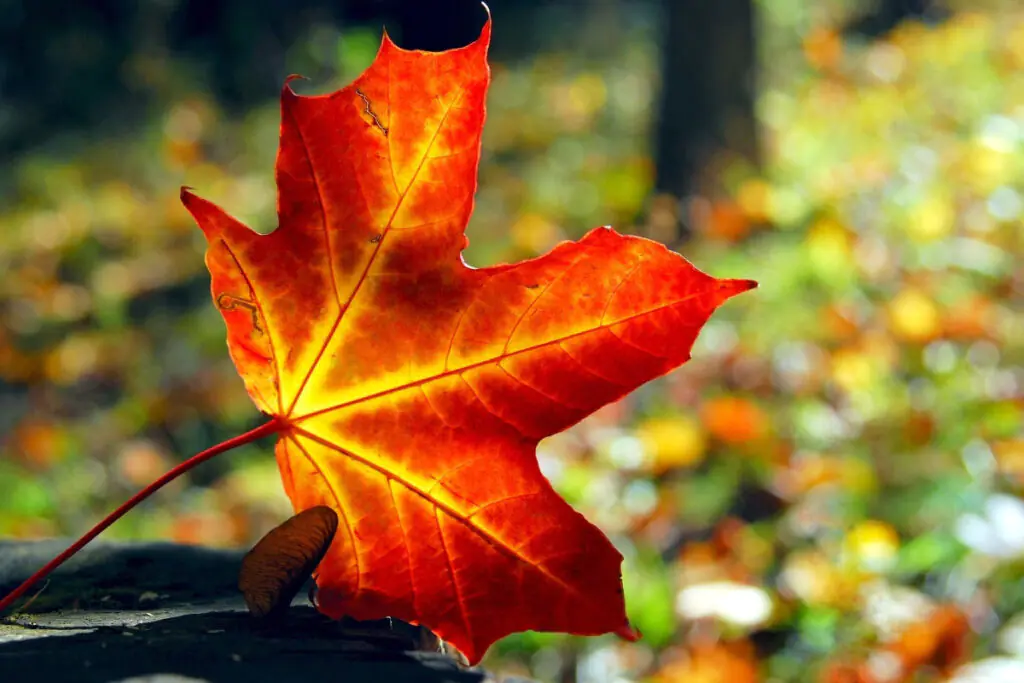 Fall Maple Leaf with Yellow and Orange