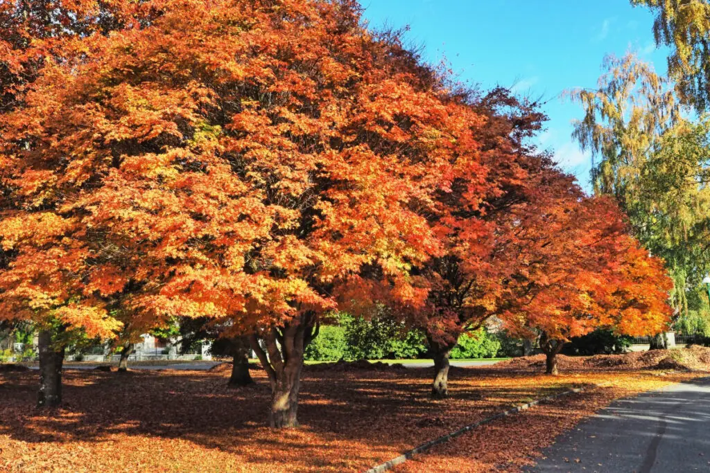 Fall Tree Lined Street