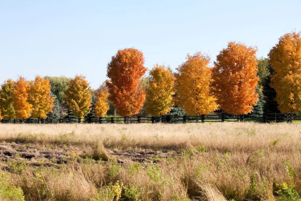 Fall Trees at the Fence line