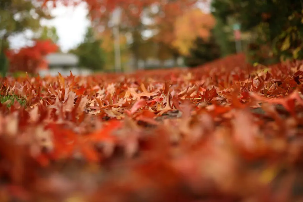 Fallen Leaves on the Ground