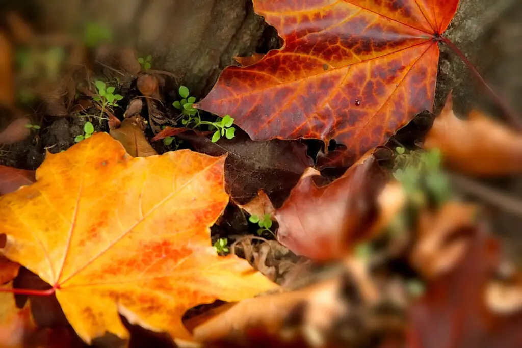 Fallen Maple Leaves in Yellow and Maroon