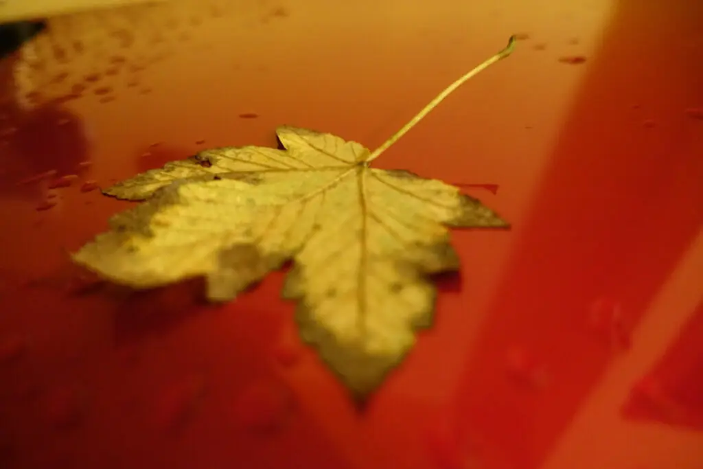 Fallen Yellow Leaf