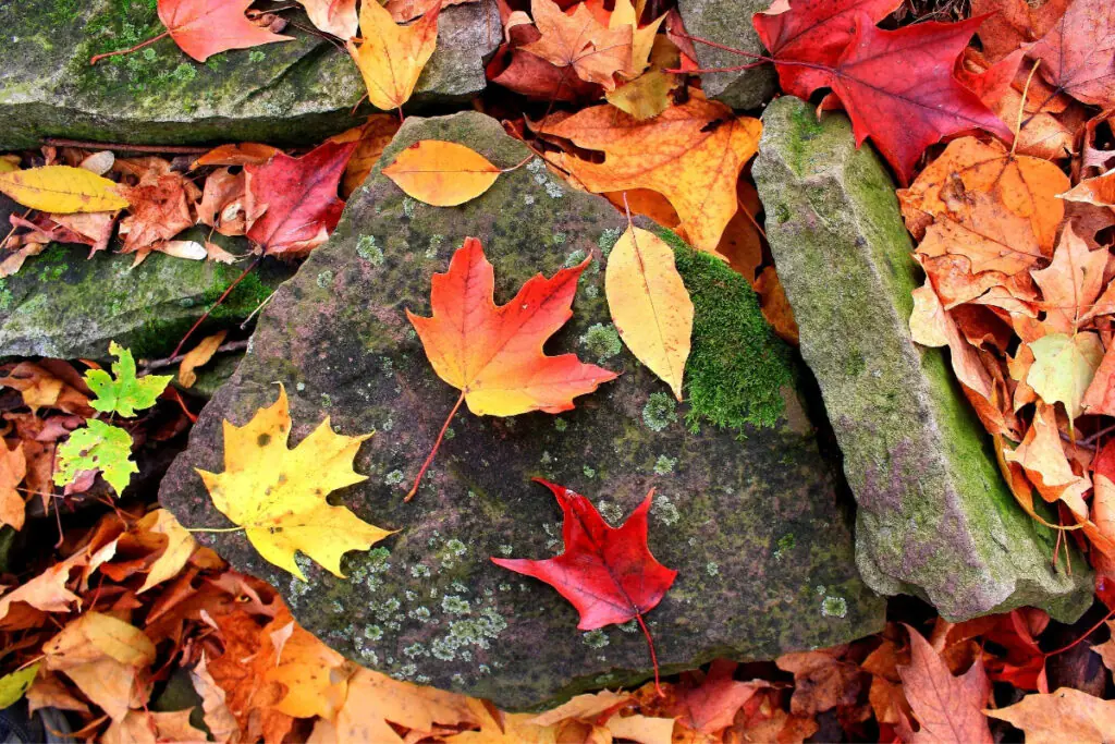 Fallen leaves on Rocks