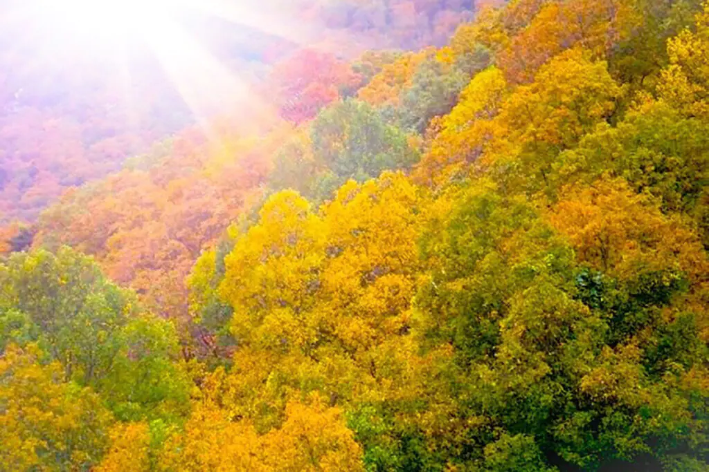Georgia Mountain Fall Colors