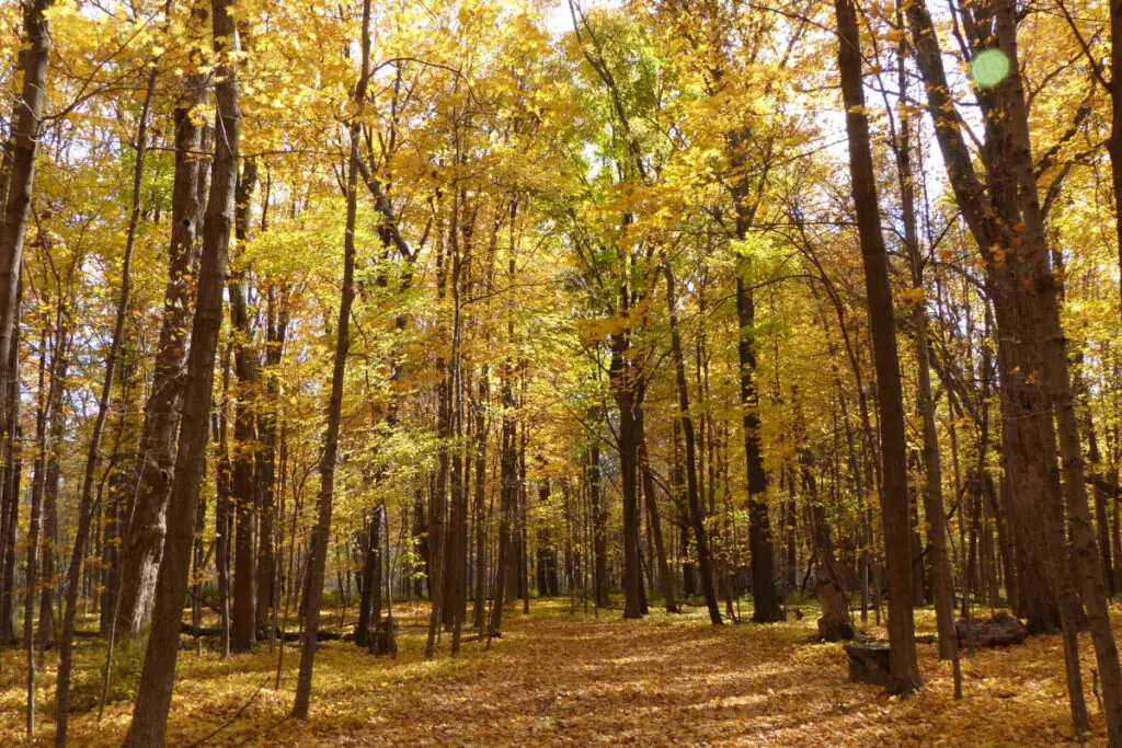 Gorgeous Yellow Forest in the Fall