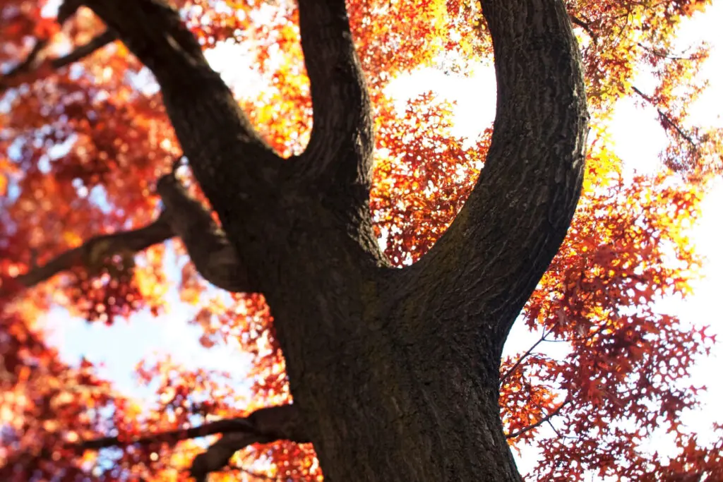 Looking Up at Fall Foliage