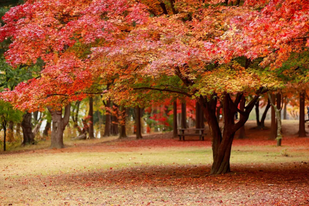 Lovely Park in the Fall