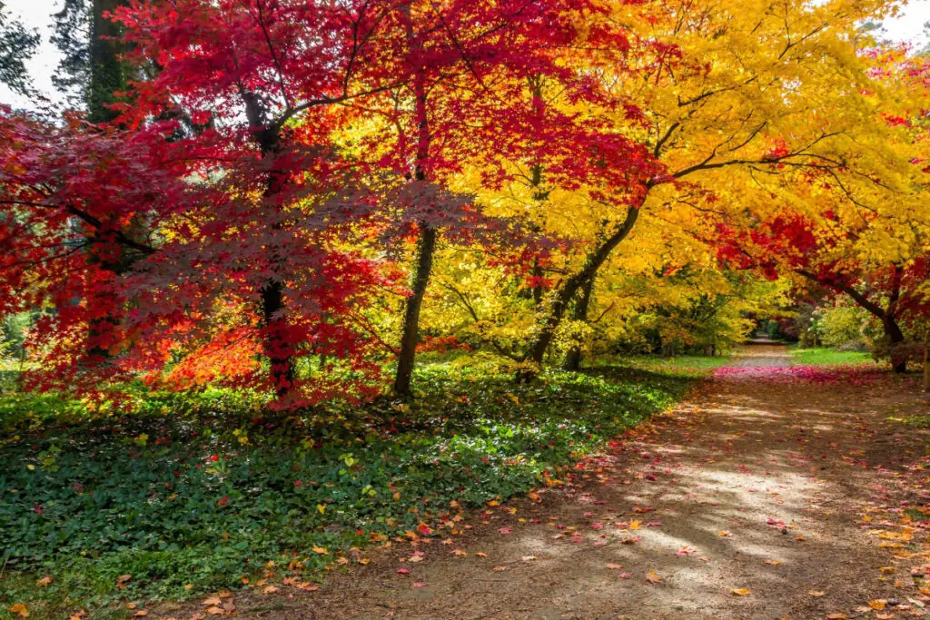Lovely Path Through Fall Colors