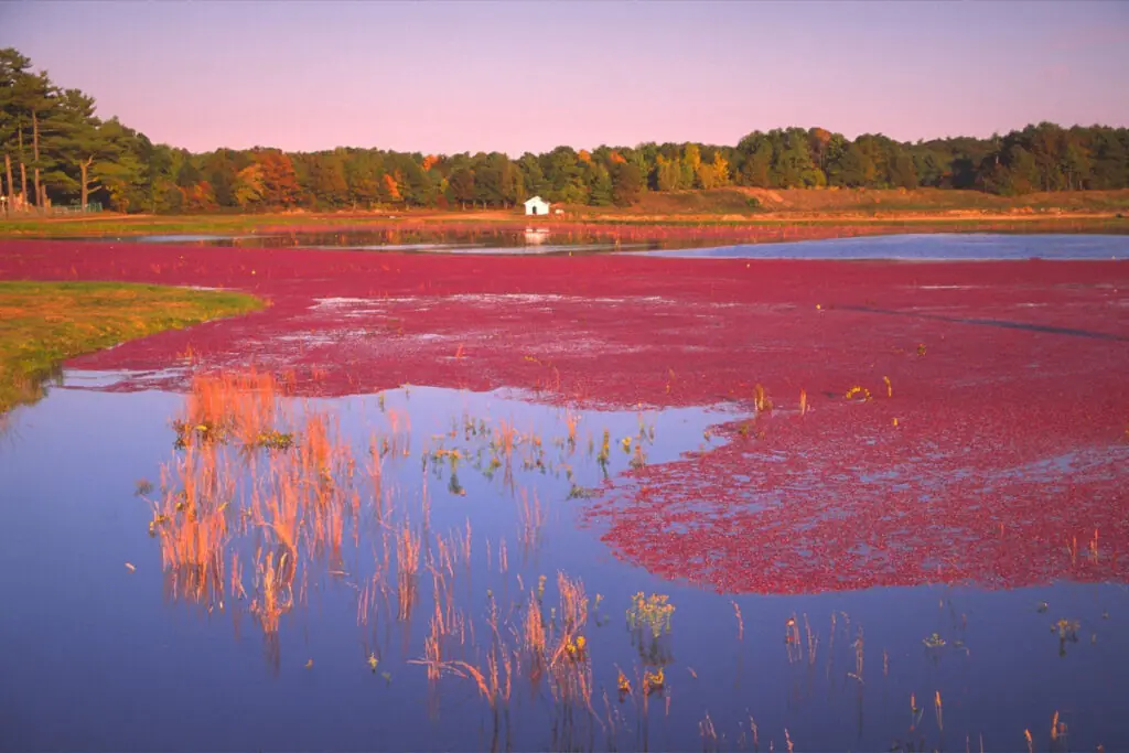 Massachusetts Cranberry Bog