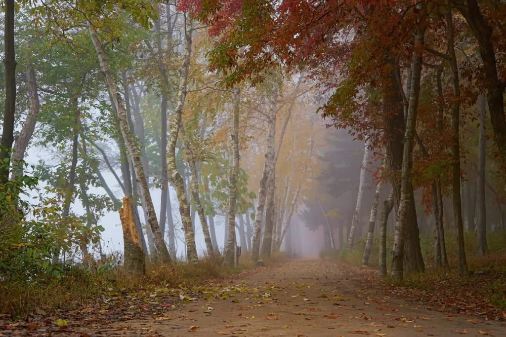Misty Morning Fall Colors