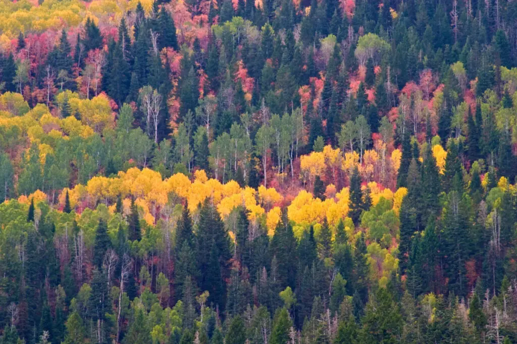 Mt Timpanogos Utah Fall Colors