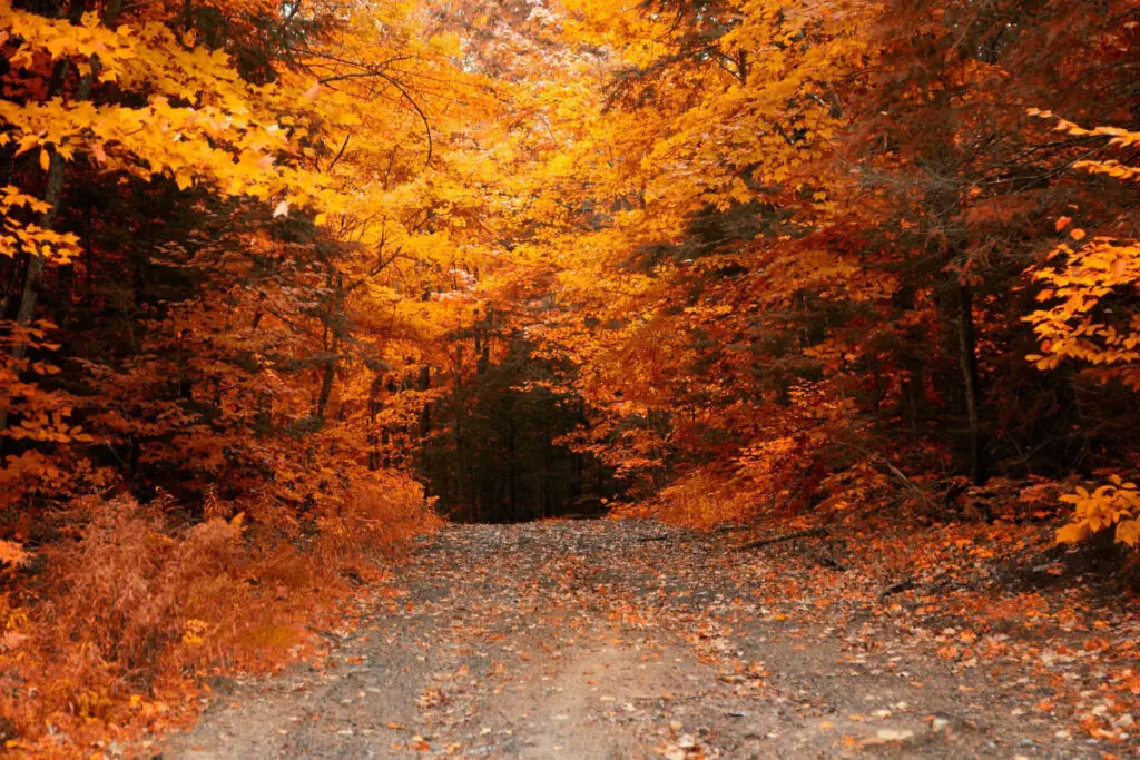 Muskoka Ontario Fall Colors