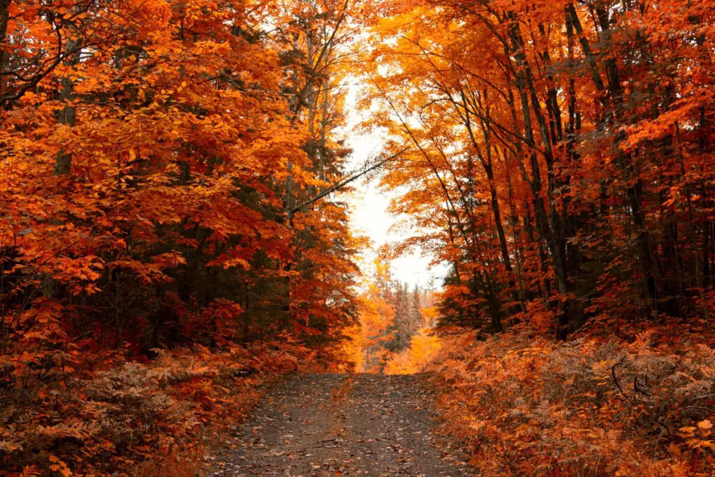 Muskoka Ontario Fall Colors