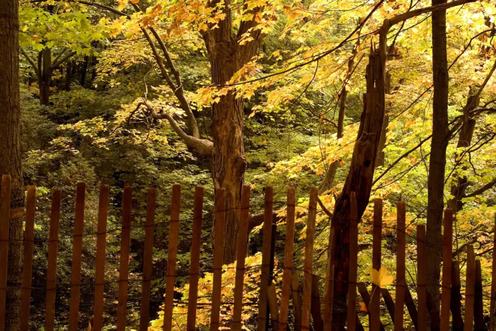 Oak Trees Fall Colors