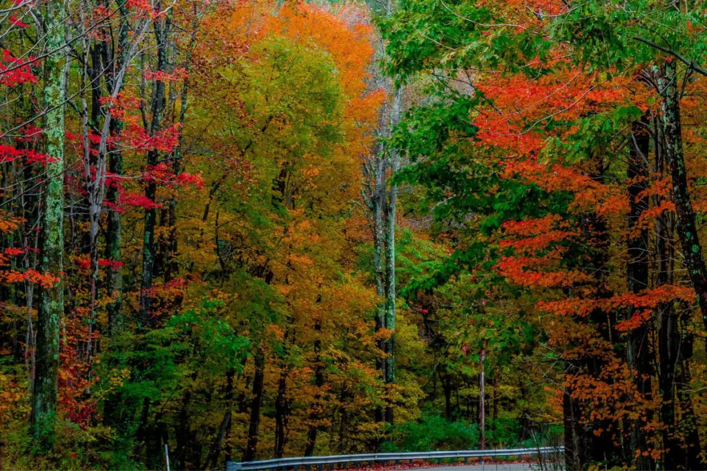 Ohio Pyle State Park Fall Colors