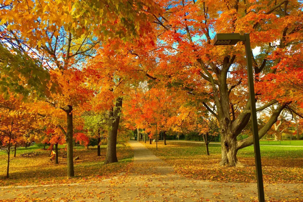 Park with Orange Trees in the Fall