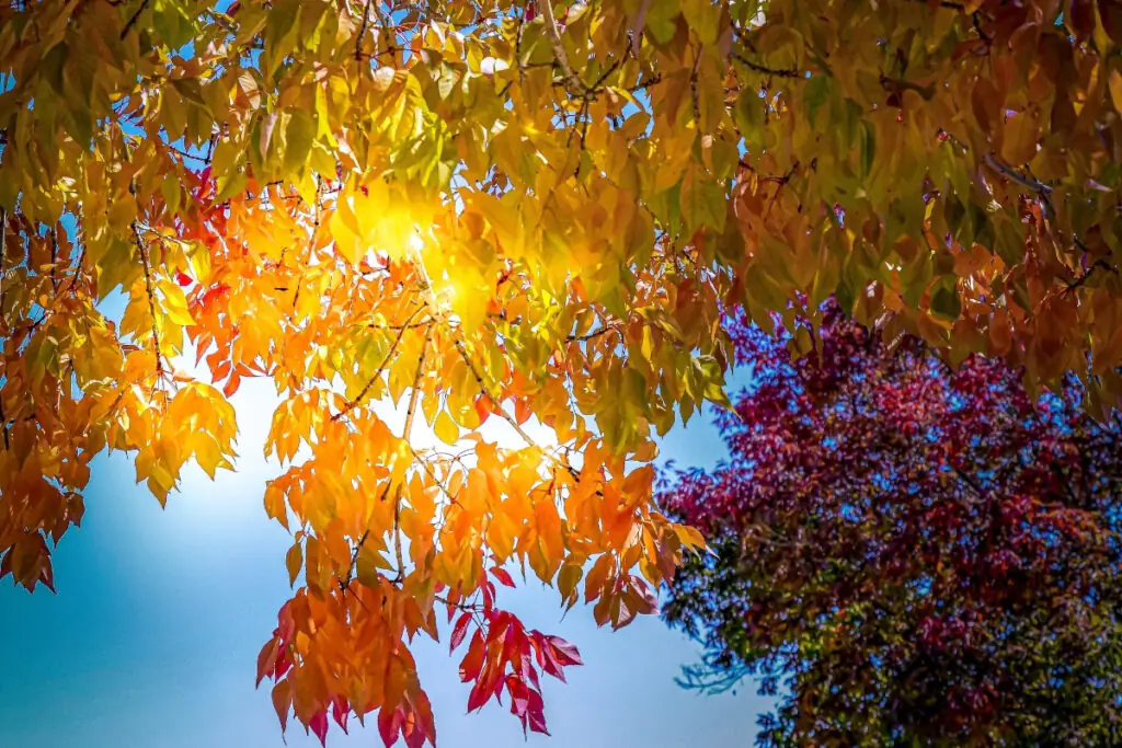 Sun Shining Through Fall Leaves