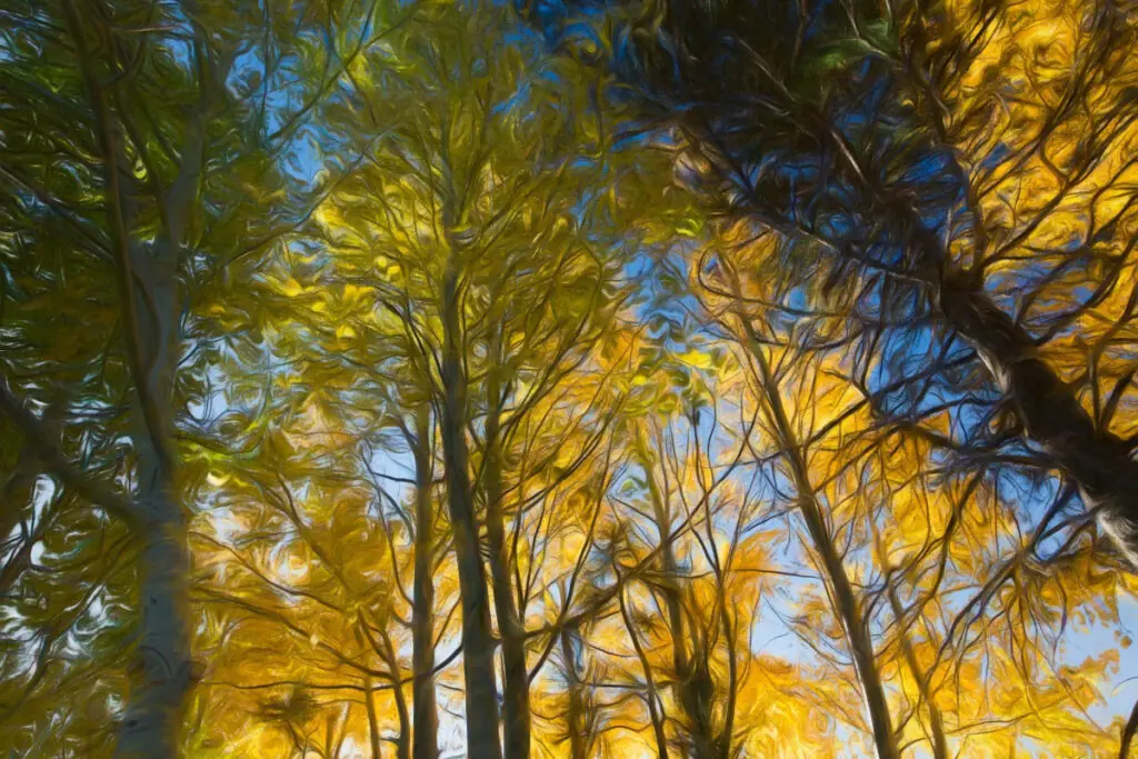 California Aspen Trees Covered in Yellow Fall Leaves
