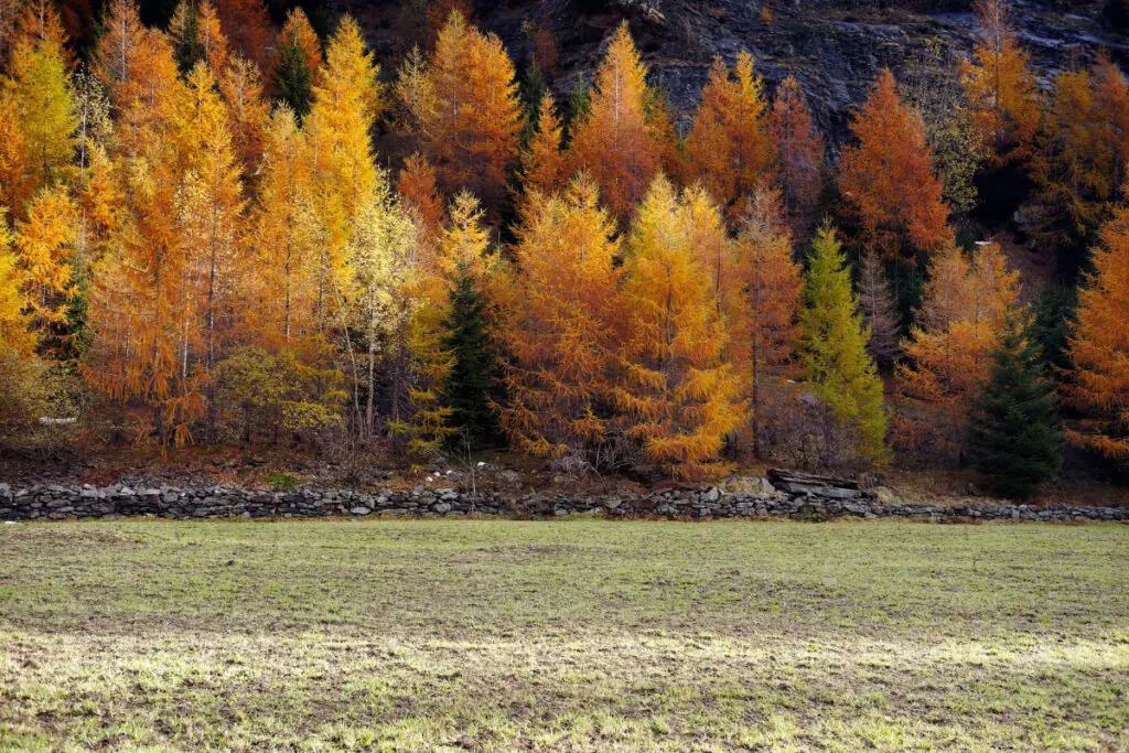 Trees Showing Fall Colors