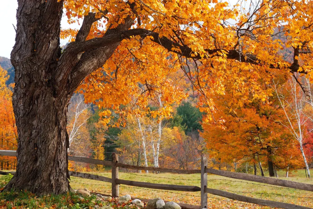 Trees in Fall Orange