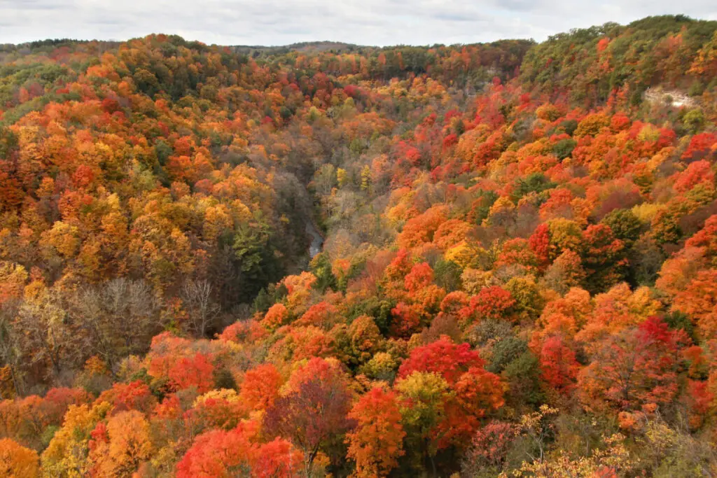 Trees in the Fall