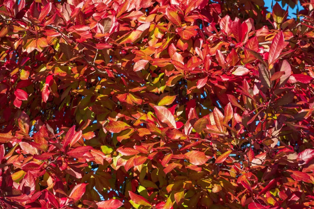 Vibrant Fall Colors