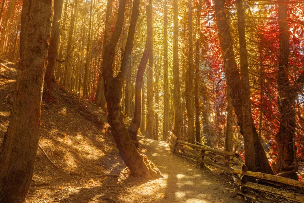Walking Trail Through Fall Colors