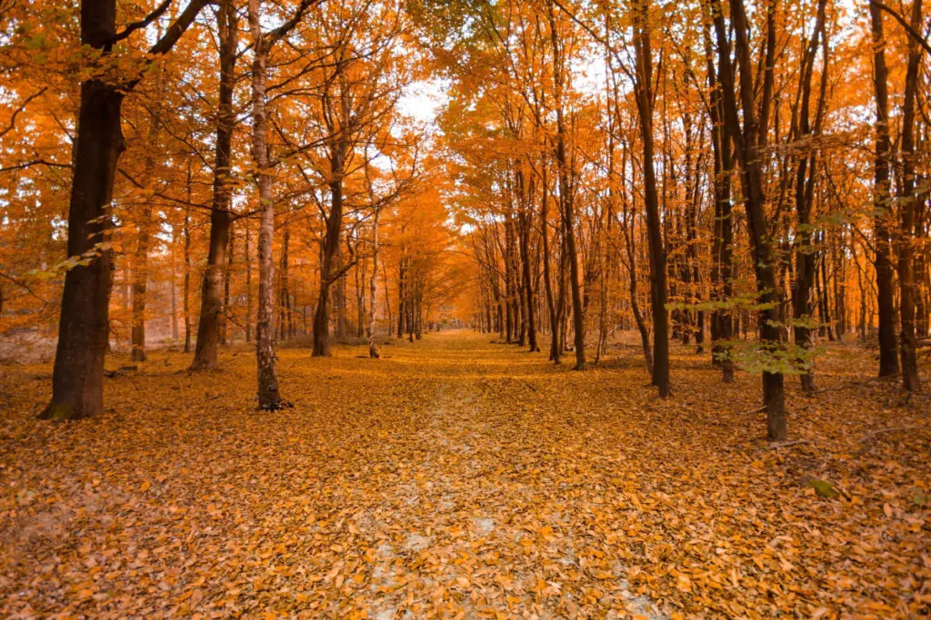 Walking Trail Through Fall Forest