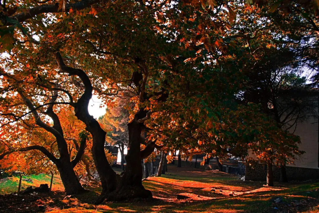 Warm Orange Fall Colors