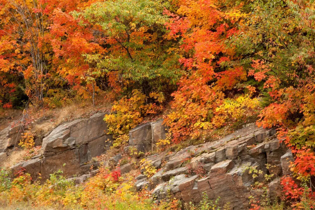 Warm Orange Fall Foliage