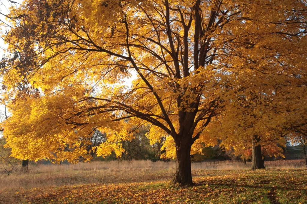 Yellow Tree in Fall