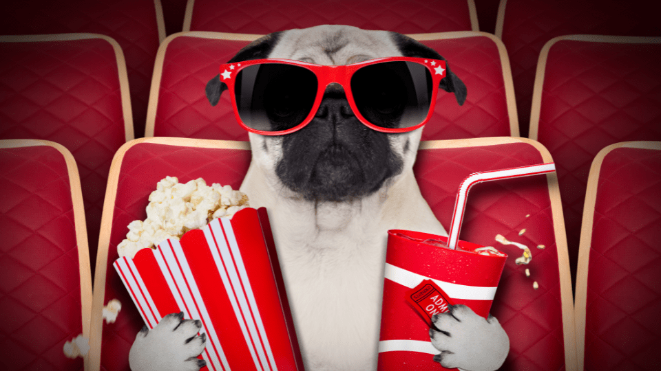 Dog Watching a Movie