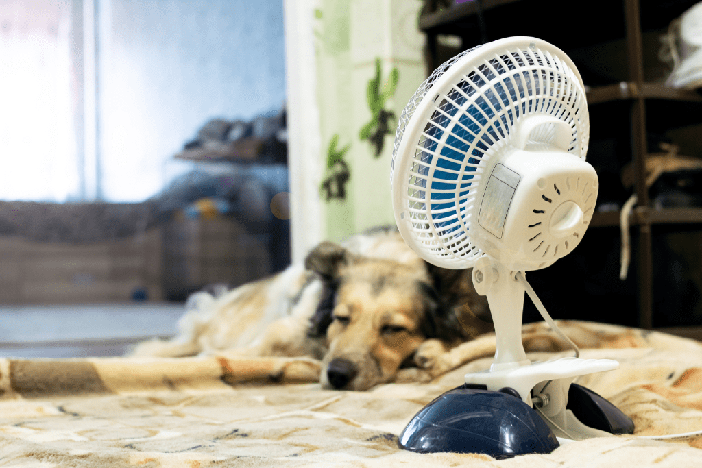 An image of a dog lying on the floor in front of a fan