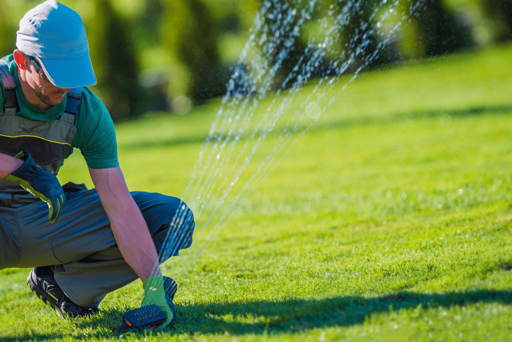 Lawn Aeration Professional setting up sprinklers to water the lawn before aerating.