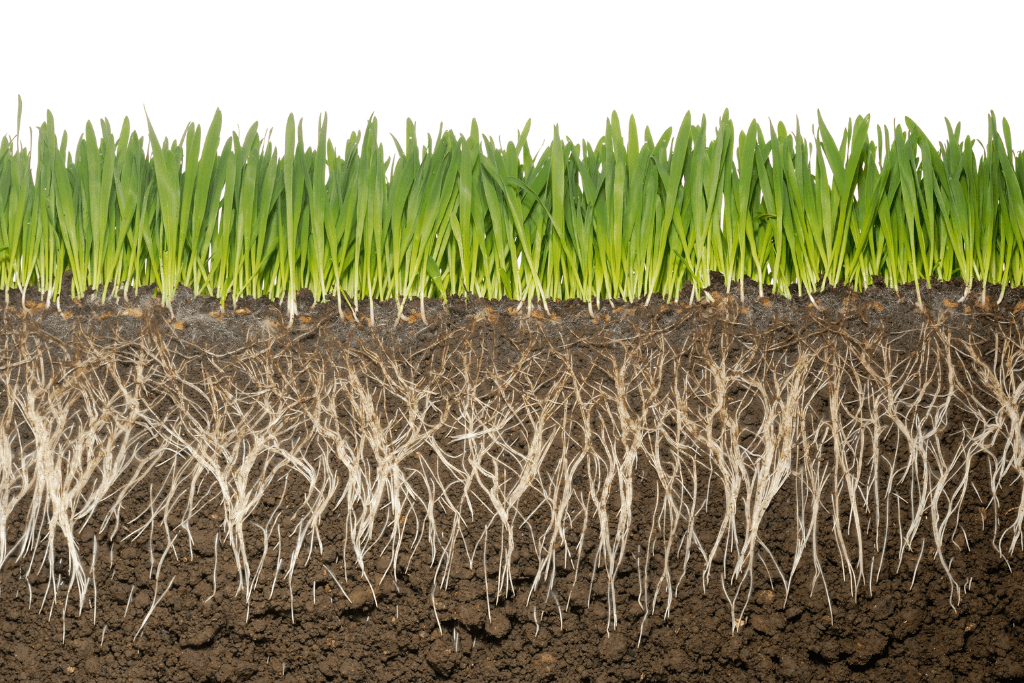 Illustration of Grass and the Roots Below the Soil Surface