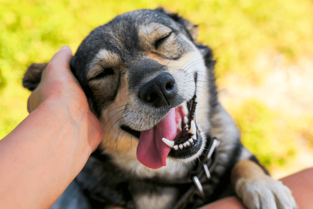 A dog making a funny face while getting attention