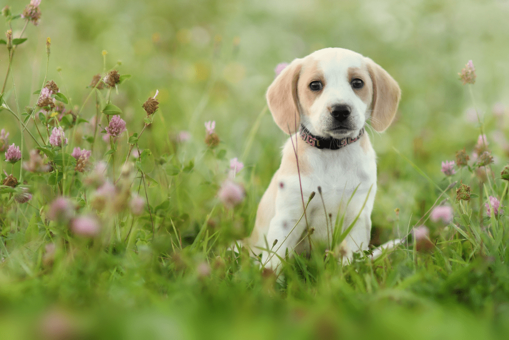 Cute dog in wildflower garden