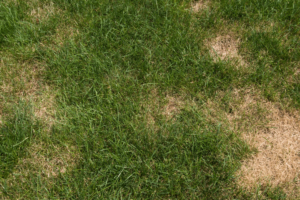 Photo of an unhealthy, patchy lawn